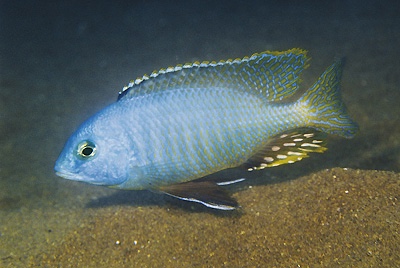 Otopharynx auromarginatus 'Nkolongwe'